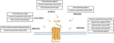 Adenosine Metabotropic Receptors in Chronic Pain Management